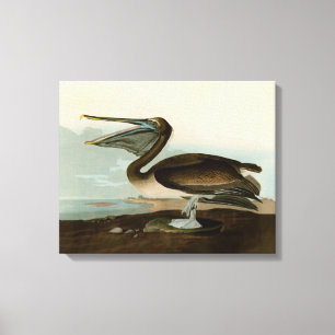 John James Audubon Bruine Pelikaan Kunstwerk Schil Canvas Afdruk