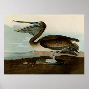 John James Audubon Bruine Pelikaan Kunstwerk Schil Poster