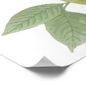 John James Audubon Carolina Pigeon Mourning Dove 1 Poster (Hoek)