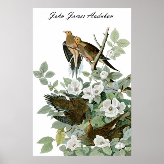 John James Audubon Carolina Pigeon Mourning Dove 1 Poster (Voorkant)