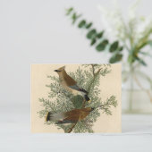 John James Audubon Cedar Waxwing Vogelprint Briefkaart (Staand voorkant)