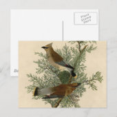 John James Audubon Cedar Waxwing Vogelprint Briefkaart (Voorkant / Achterkant)