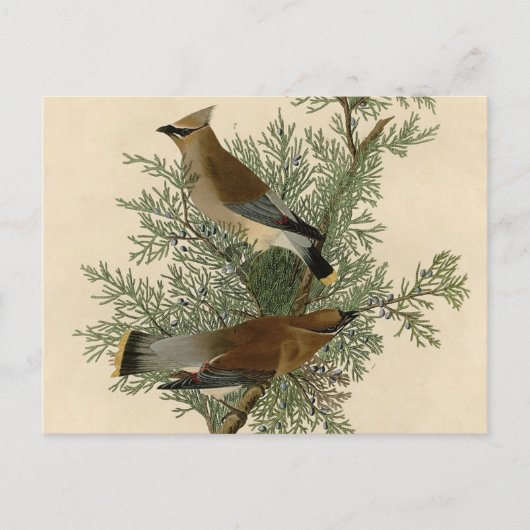 John James Audubon Cedar Waxwing Vogelprint Briefkaart (Voorkant)