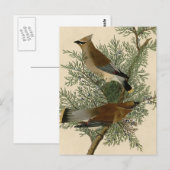 John James Audubon Cedar Waxwing Vogelprint Briefkaart (Voorkant / Achterkant)