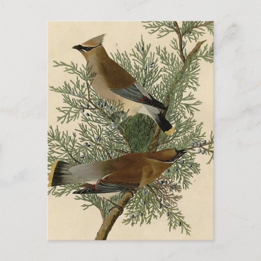 John James Audubon Cedar Waxwing Vogelprint Briefkaart (Voorkant)