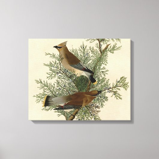 John James Audubon Cedar Waxwing Vogelprint Canvas Afdruk (Voorkant)
