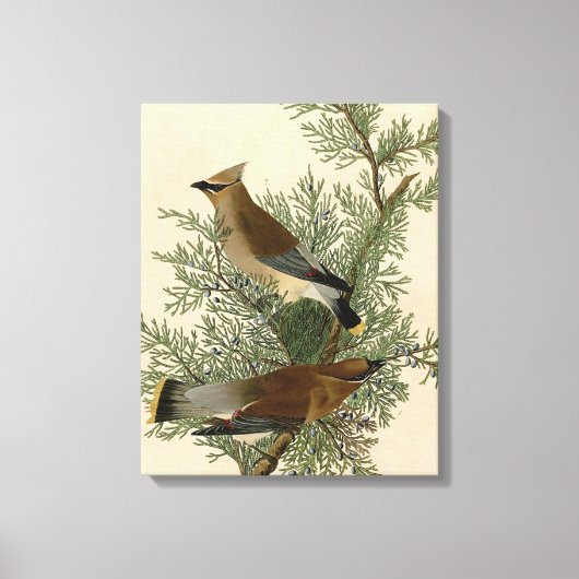 John James Audubon Cedar Waxwing Vogelprint Canvas Afdruk (Voorkant)