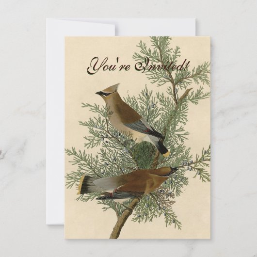 John James Audubon Cedar Waxwing Vogelprint Kaart (Voorkant)