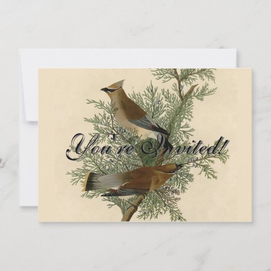 John James Audubon Cedar Waxwing Vogelprint Kaart (Voorkant)