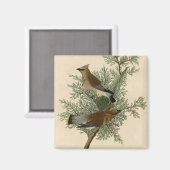 John James Audubon Cedar Waxwing Vogelprint Magneet (Voorkant / Achterkant)