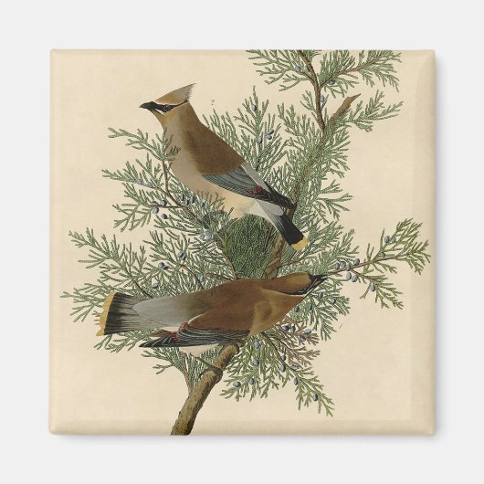 John James Audubon Cedar Waxwing Vogelprint Magneet (Voorkant)