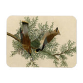 John James Audubon Cedar Waxwing Vogelprint Magneet (Horizontaal)