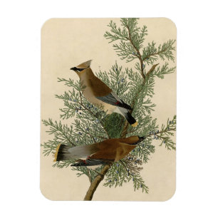 John James Audubon Cedar Waxwing Vogelprint Magneet