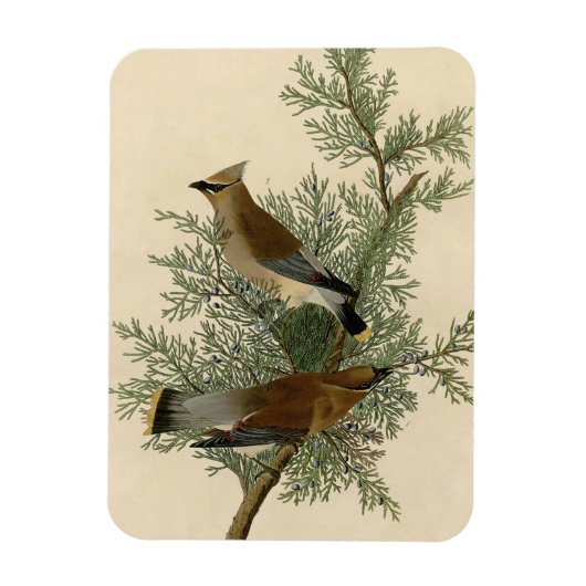 John James Audubon Cedar Waxwing Vogelprint Magneet (Verticaal)