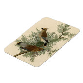 John James Audubon Cedar Waxwing Vogelprint Magneet (Linkerzijde)
