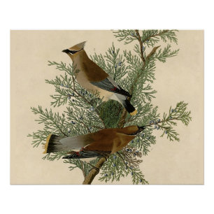 John James Audubon Cedar Waxwing Vogelprint Perfect Poster