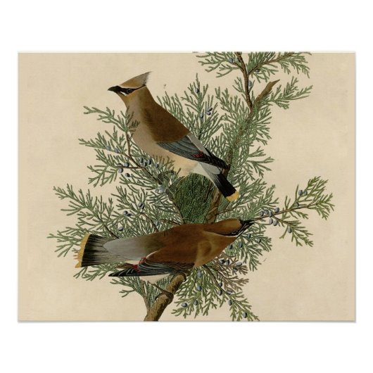 John James Audubon Cedar Waxwing Vogelprint Perfect Poster (Voorkant)