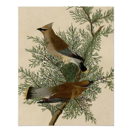 John James Audubon Cedar Waxwing Vogelprint Perfect Poster (Voorkant)