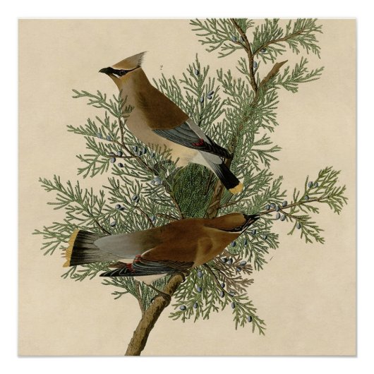 John James Audubon Cedar Waxwing Vogelprint Perfect Poster (Voorkant)