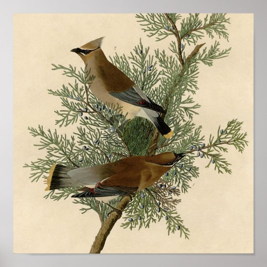 John James Audubon Cedar Waxwing Vogelprint Poster (Voorkant)