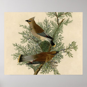John James Audubon Cedar Waxwing Vogelprint Poster