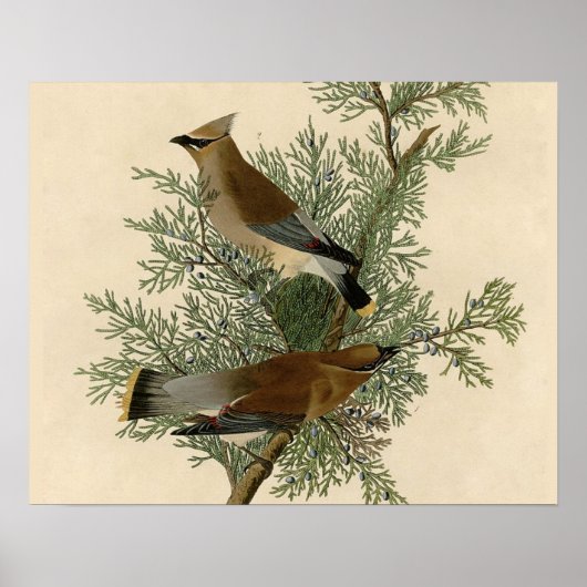 John James Audubon Cedar Waxwing Vogelprint Poster (Voorkant)