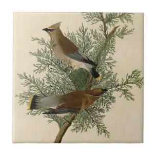 John James Audubon Cedar Waxwing Vogelprint Tegeltje