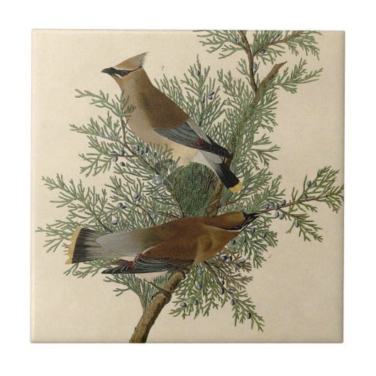 John James Audubon Cedar Waxwing Vogelprint Tegeltje (Voorkant)