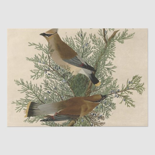 John James Audubon Cedar Waxwing Vogelprint Tissuepapier (Voorkant)