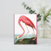 John James Audubon, Flamingo Painting Briefkaart (Staand voorkant)