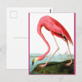 John James Audubon, Flamingo Painting Briefkaart (Voorkant / Achterkant)