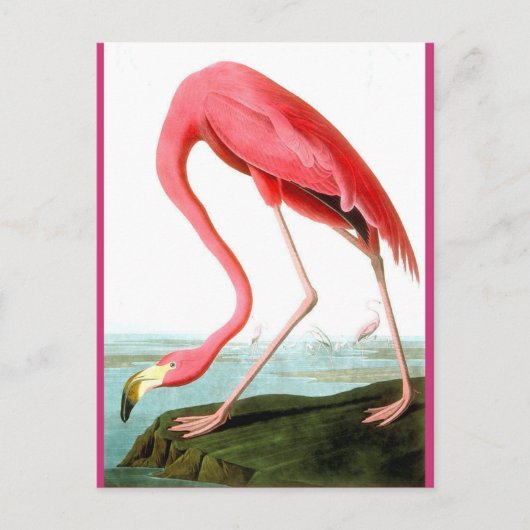John James Audubon, Flamingo Painting Briefkaart (Voorkant)