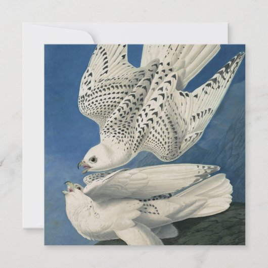 John James Audubon - Gyrfalcon Feestdagenkaart (Voorkant)