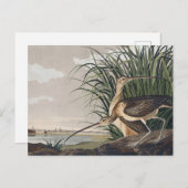 John James Audubon Long-Billed Curlew Bird Briefkaart (Voorkant / Achterkant)