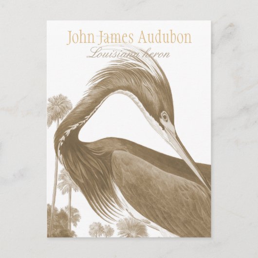 John James Audubon Lousiana heron CC0752 Bird Briefkaart (Voorkant)