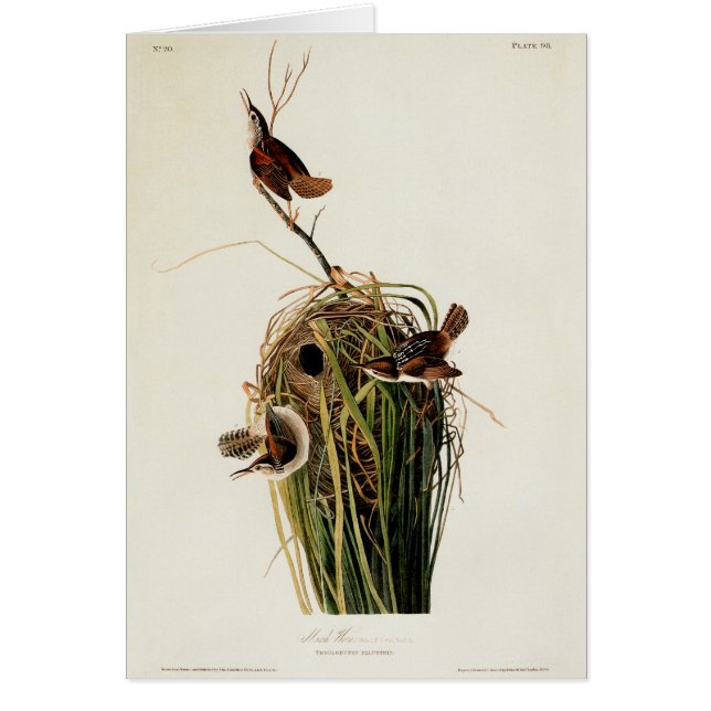 John James Audubon Marsh Wren Vogelprint (Voorkant)