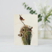 John James Audubon Marsh Wren Vogelprint Briefkaart (Staand voorkant)