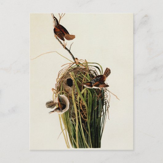 John James Audubon Marsh Wren Vogelprint Briefkaart (Voorkant)