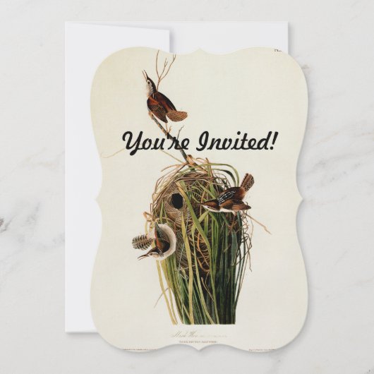 John James Audubon Marsh Wren Vogelprint Kaart (Voorkant)