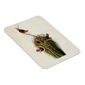 John James Audubon Marsh Wren Vogelprint Magneet (Rechterzijde)