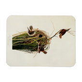 John James Audubon Marsh Wren Vogelprint Magneet (Horizontaal)