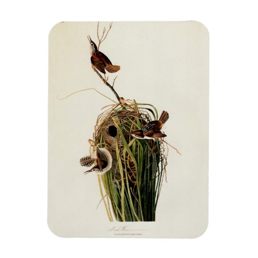 John James Audubon Marsh Wren Vogelprint Magneet (Verticaal)