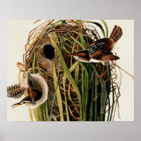 John James Audubon Marsh Wren Vogelprint