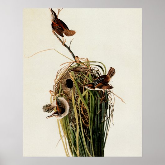 John James Audubon Marsh Wren Vogelprint Poster (Voorkant)