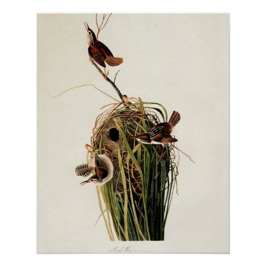 John James Audubon Marsh Wren Vogelprint Poster (Voorkant)