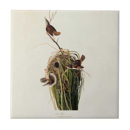 John James Audubon Marsh Wren Vogelprint Tegeltje (Voorkant)