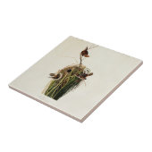 John James Audubon Marsh Wren Vogelprint Tegeltje (Zijkant)