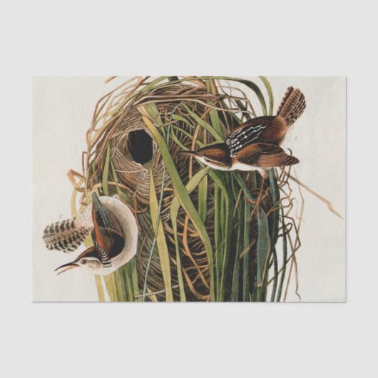 John James Audubon Marsh Wren Vogelprint Tissuepapier (Voorkant)