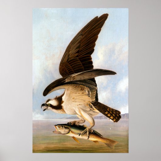 John James Audubon Osprey en Weakfish Poster (Voorkant)