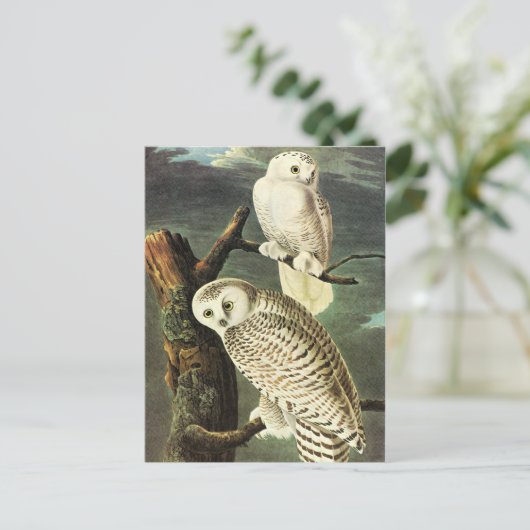 John James Audubon Owls Fine Art Briefkaart (Staand voorkant)